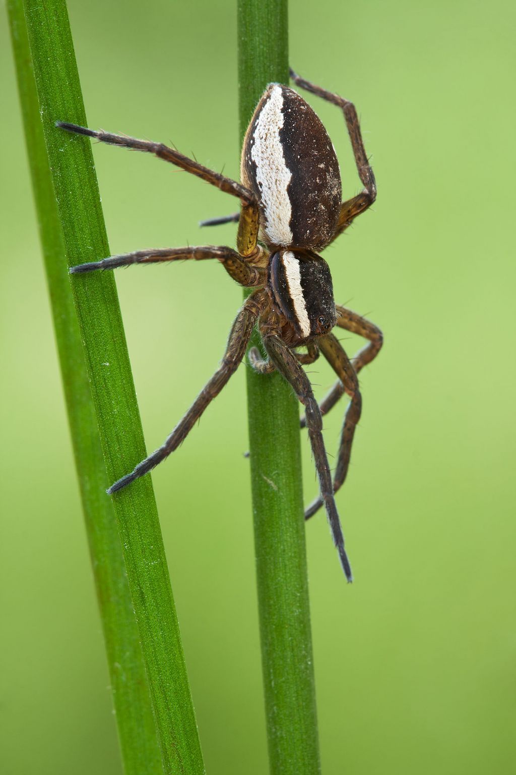 Dolomedes cf. fimbriatus - Parco delle Groane (MI)